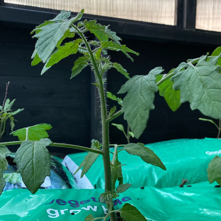 plant image 1579179