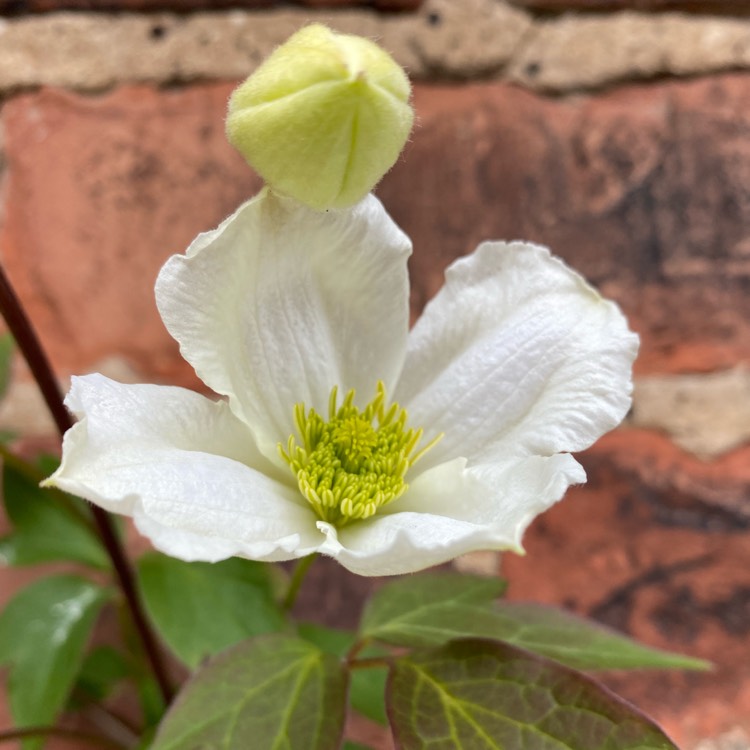 plant image 1580326 plant image 1580326