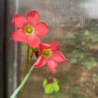 Oxalis Deppei