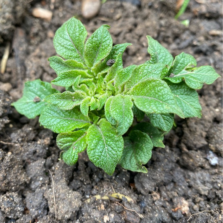 plant image 1583786
