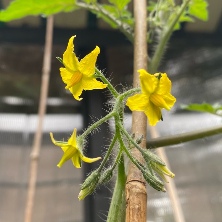 plant image 1584022