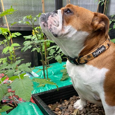 Clare's garden