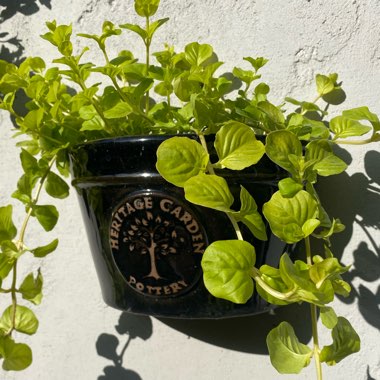 clare2611's plant
