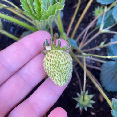 Strawberry 'Royal Sovereign'
