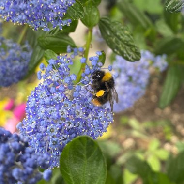 Clare's garden