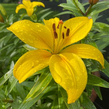 Lily (Asiatic)