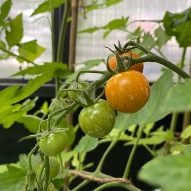 Tomato 'Honeycomb'