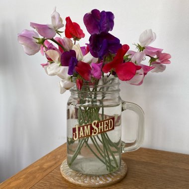 Sweet Pea 'Spencer Mixed'