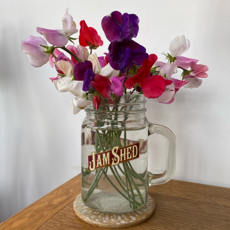 plant image 1604771