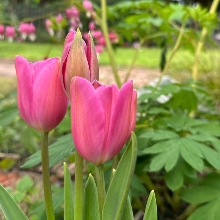 Plant image Tulipa 'Mistress Mystic'