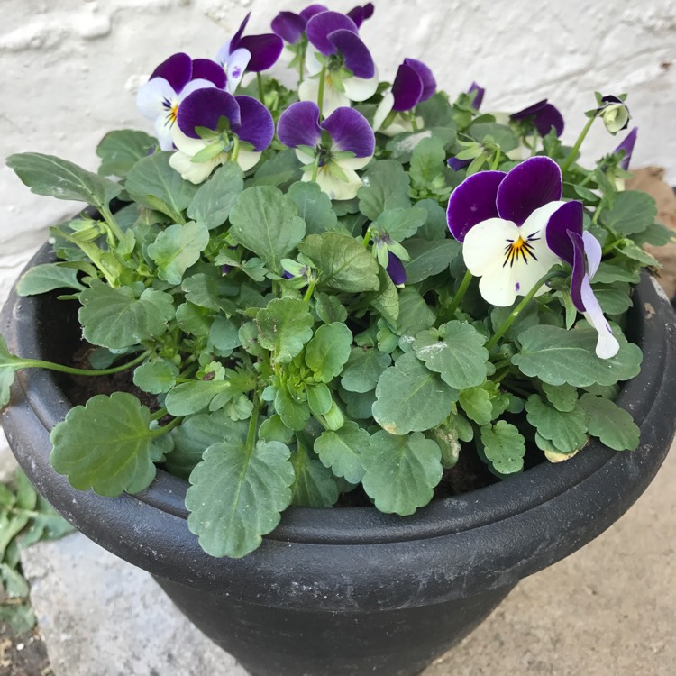 plant image 320395