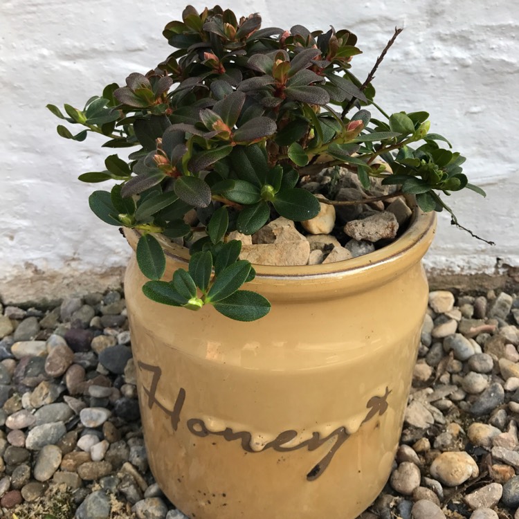 plant image 320396