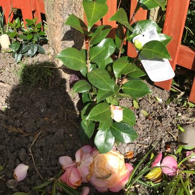 Camellia japonica 'Desire'