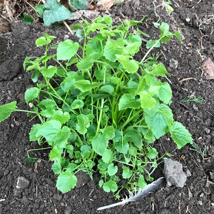 plant image 350965
