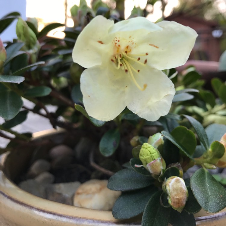 Plant image Rhododendron 'Wren'