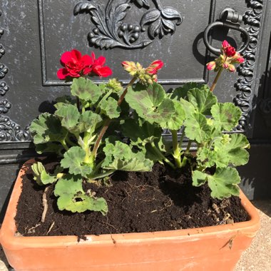 Geranium