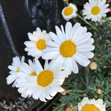 Argyranthemum