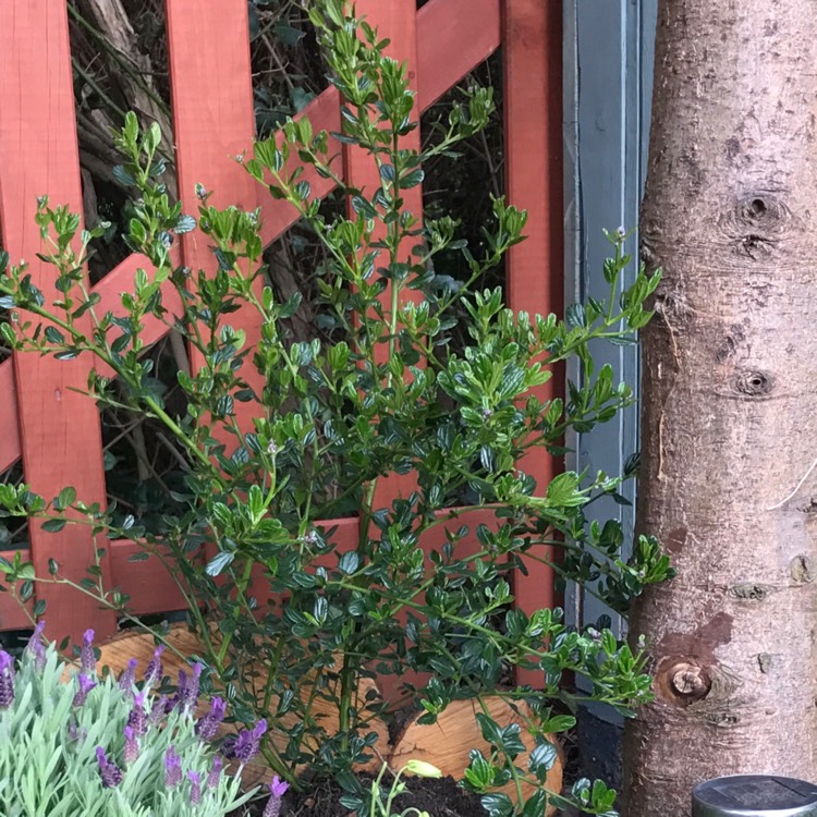 plant image 376013