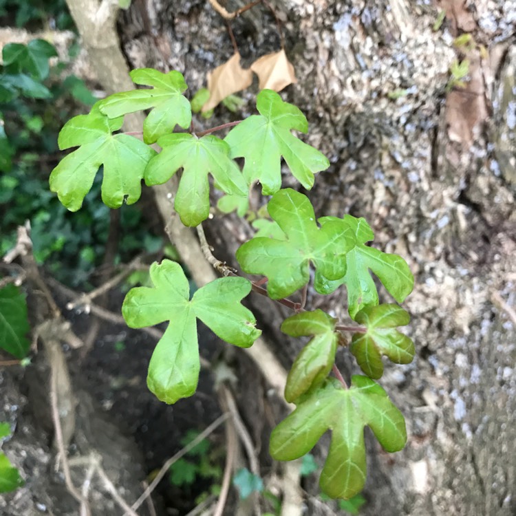 Plant image Acer campestre
