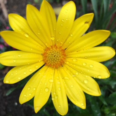 Osteospermum 'Voltage Yellow'