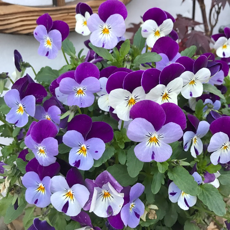 Plant image Viola cornuta 'White Purple Wing'