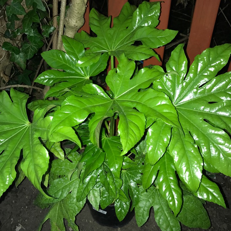 plant image 414420