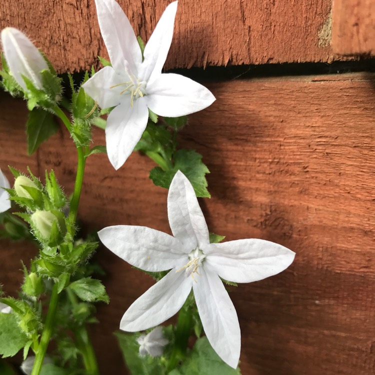 Plant image Campanula poscharskyana 'E. H. Frost'