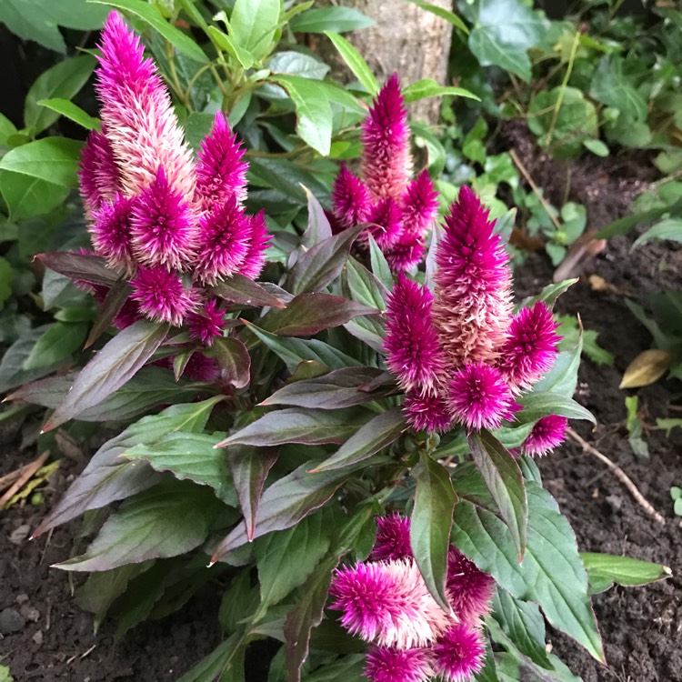 Plant image Celosia argentea 'Venezuela'