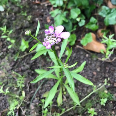 Lobularia maritima  syn. Alyssum maritimum