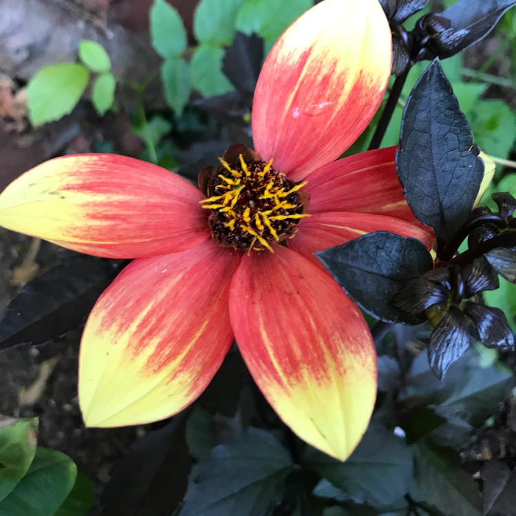 plant image 479274