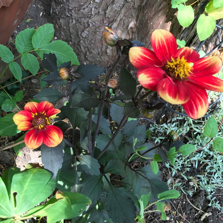 plant image 493654