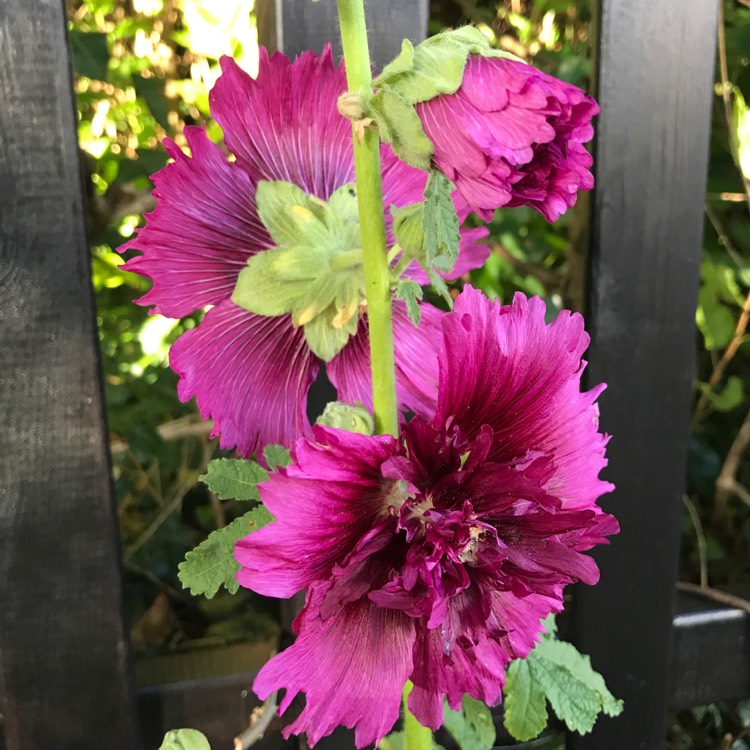 Alcea rosea 'Spring Celebrities Pink' (Hollyhock)