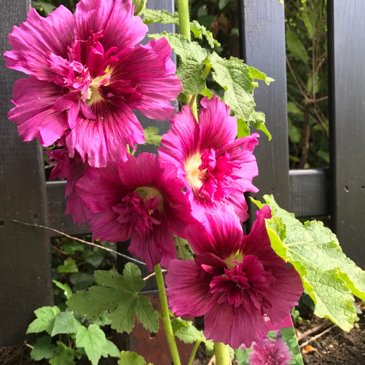 plant image 505956