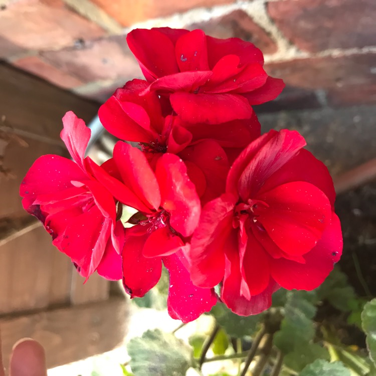 plant image 510648
