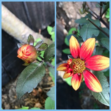 Dahlia