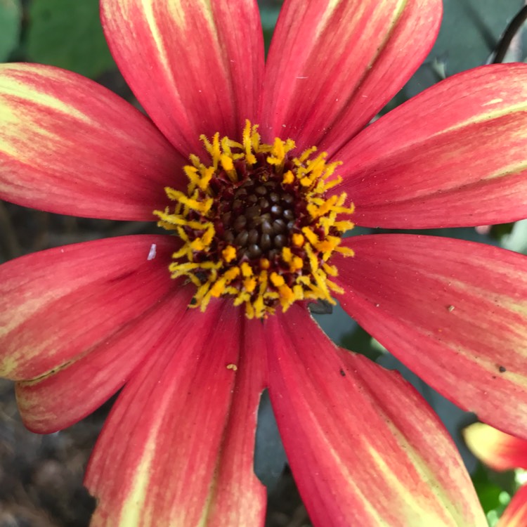 plant image 528067