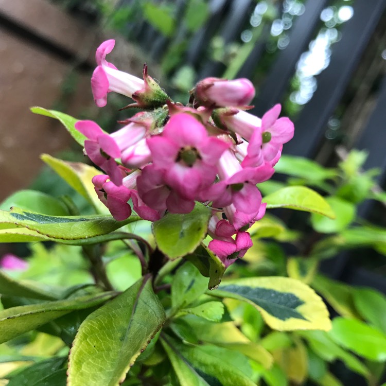 Plant image Escallonia 'Gold Ellen'