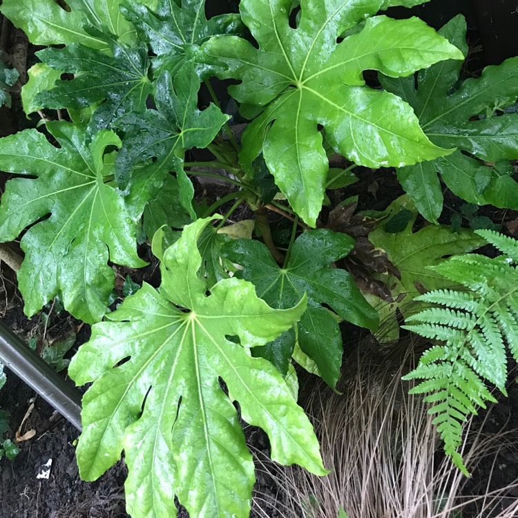 plant image 532396