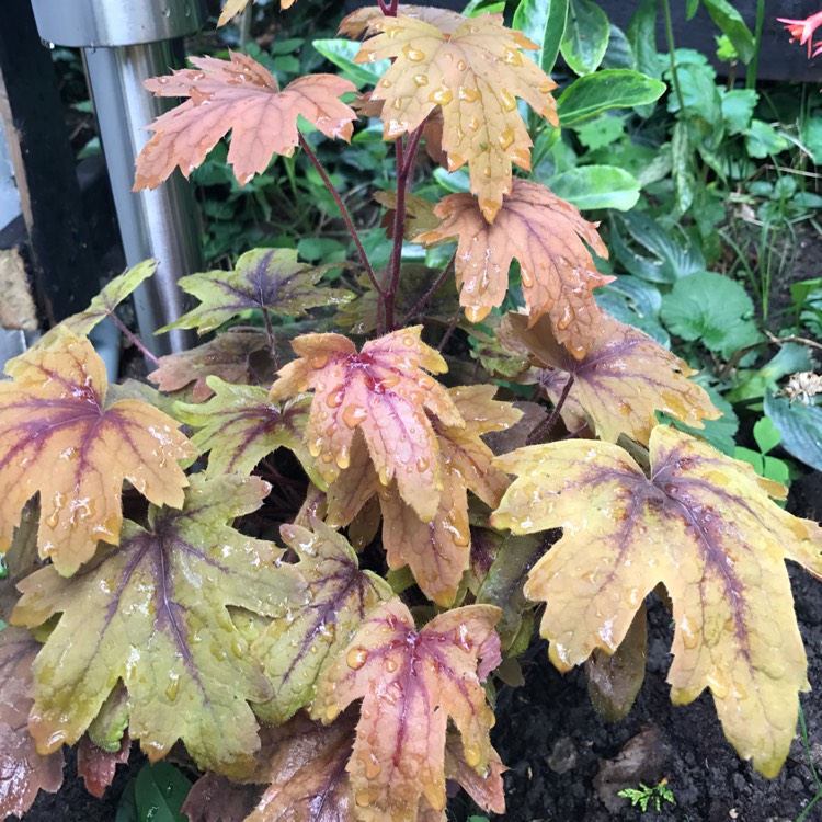 plant image 538875
