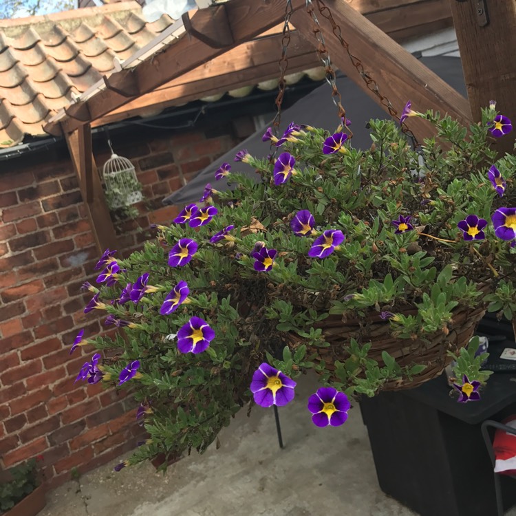 plant image 556004