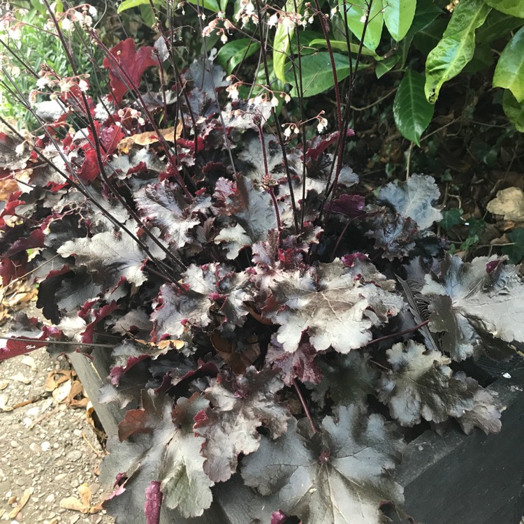 Plant image Heuchera 'Black Beauty'