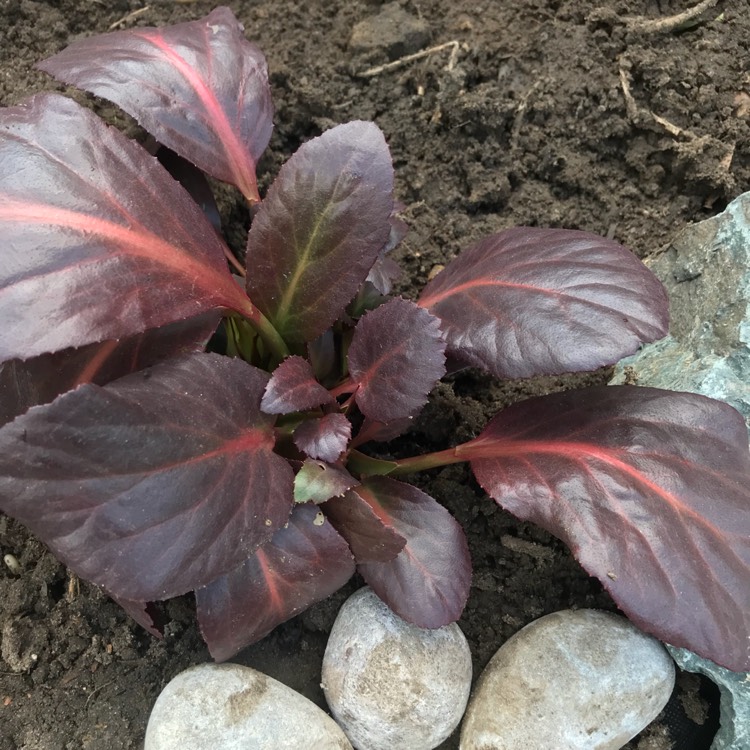 plant image 640681