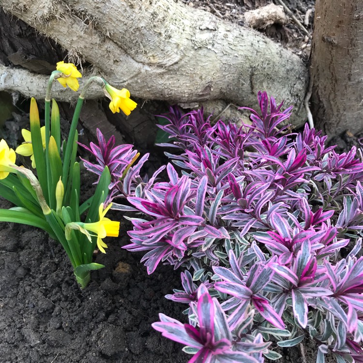plant image 640688