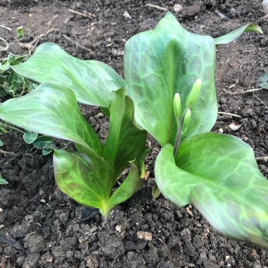 Erythronium 'Pagoda'
