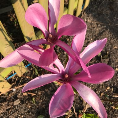 Magnolia 'Susan'