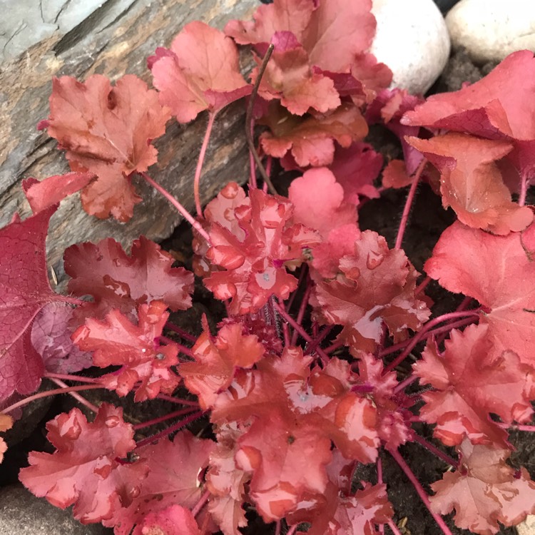plant image 646461