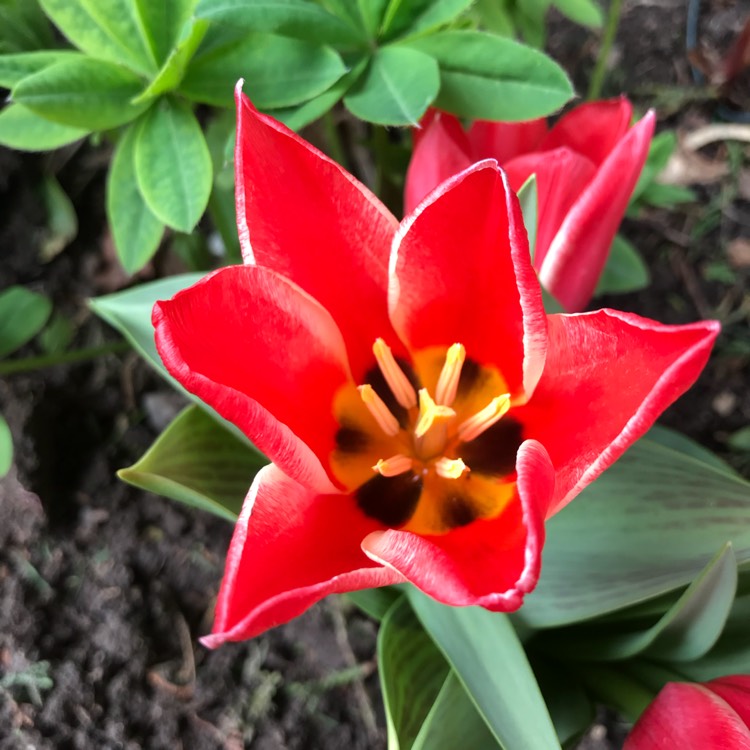 plant image 660320