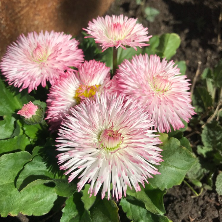 plant image 665263