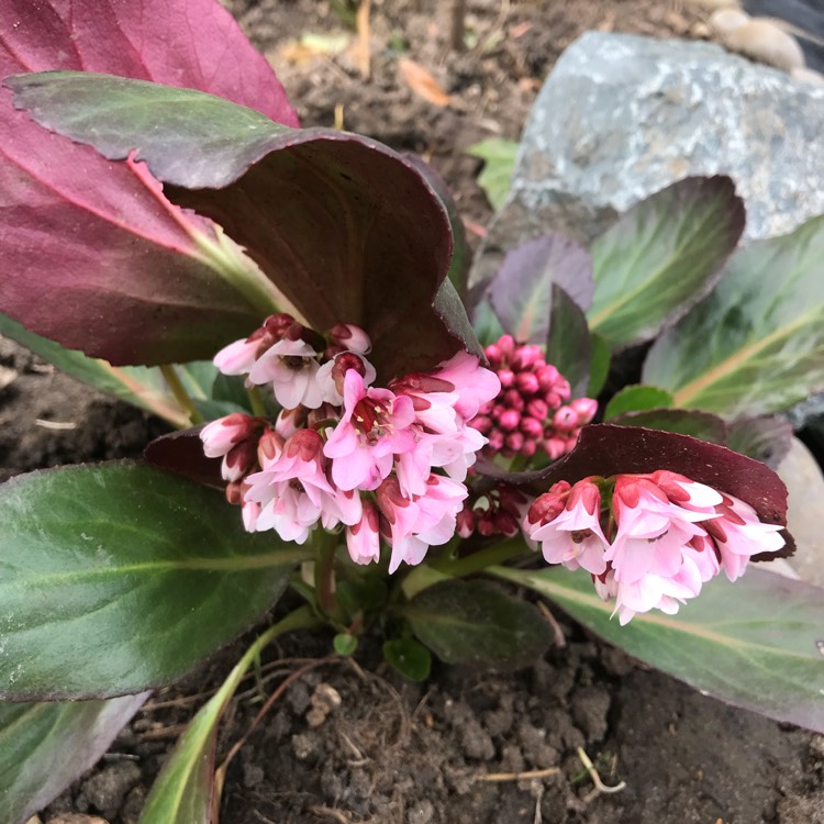 plant image 671334