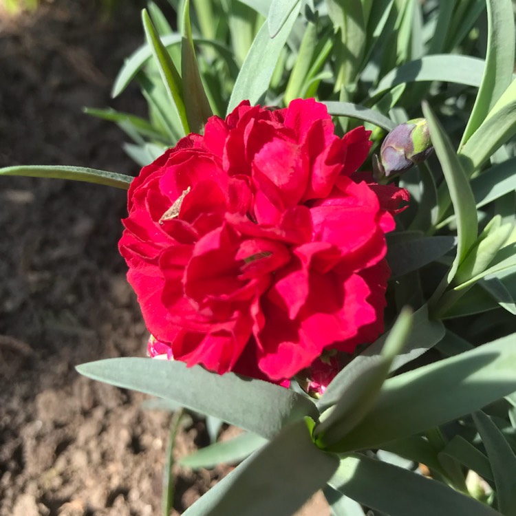 plant image 672420